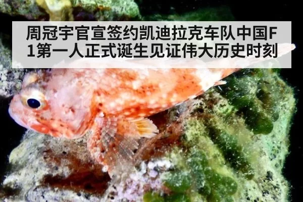 周冠宇官宣签约凯迪拉克车队中国F1第一人正式诞生见证伟大历史时刻
